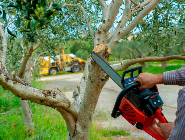 Best Tree Pruning Services  in Savannah, MO